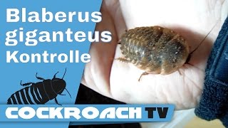 Blaberus giganteus kontrolle  CockroachTV [upl. by Amice955]