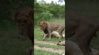 Odd behaviour from Male Lion  Monwana Game Lodge  Thornybush Nature Reserve [upl. by Adnamor539]