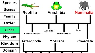 Phylogeny and the Tree of Life [upl. by Lolita]