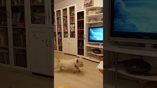 Bobby the Westie and TV puppy doglife westie [upl. by Venetia]