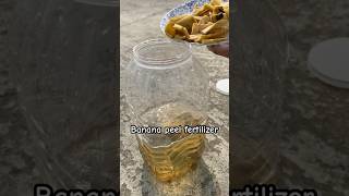 Banana peel fertilizer \ homemade liquid fertilizer for plants liquidfertilizer shorts gardening [upl. by Assenna]