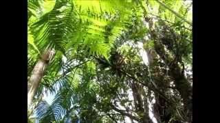 Hawaiian Honeycreeper Apapane Himatione sanguinea [upl. by Biebel]