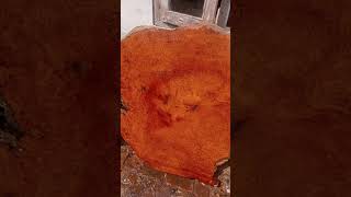 Kayu burl amboyna merah big size minat 082115177195 [upl. by Arvell]