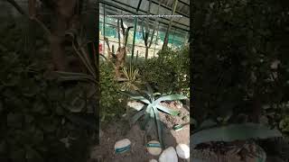 Greenhouse Army MuseumAnnadale Shimla🌿PART3🌿botany PlantCare greenthumb ecology plantgenes [upl. by Marsh110]