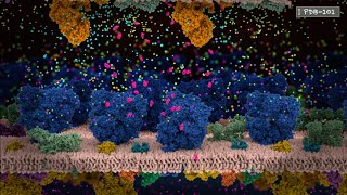 How Neurons Communicate An Introduction to Neurotransmission and Action Potential from PDB101 [upl. by Gamages]