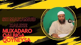 MUXADARO QALBIGA QOYNEYSA SHEKH MAXAMUD XALIKE [upl. by Guria]