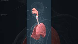 Respiratory system anatomy animation health [upl. by Osnohpla757]