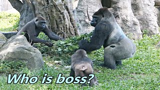 Gorilla Djeeco family enjoyed branches time  大猩猩迪亞哥家族喜歡吃樹枝 [upl. by Ianaj]