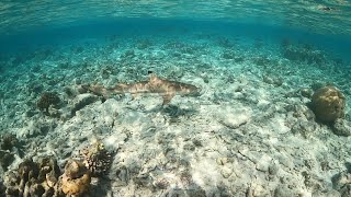 Komandoo Maldives Snorkeling [upl. by Olivero]