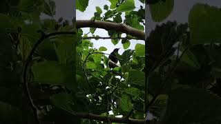 Blackbird singing in Adelaide [upl. by Thursby532]