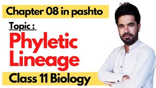 Phyletic Lineage  Fsc 1st year biology  Chapter 08  Diversity among plants in pashto [upl. by Aridan993]