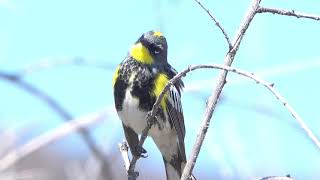 Yellow rumped Warbler [upl. by Siderf]