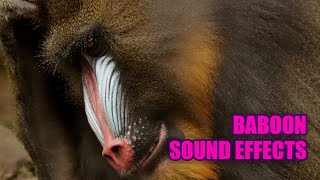 Baboon Sounds 𓃷 Sounds of Baboons in the Wild [upl. by Erlewine]