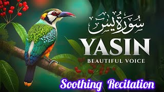 Surah Yaseen l Yasin l part 0517 l Relaxing Recitation Crisp Majestic Voice l [upl. by Skippy]