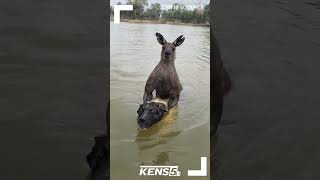 Australian man fights kangaroo drowning his dog [upl. by Enamrahc]