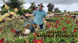 Daylilys at Waterwise Botanicals with Tom Jesch [upl. by Arrahs]