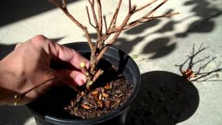 Azalea Girards Pleasant White Bonsai Preparation 20112012 [upl. by Eidoj]