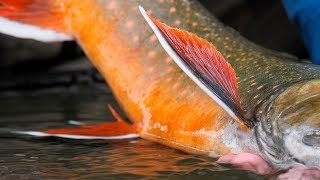 Aniak Mousing TRAILER  Alaska Fly Fishing by Todd Moen [upl. by Dremann]