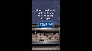 Burnbrae Doesn’t Want You To Know Their Hens Live in Cages [upl. by Arol]