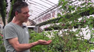 Growing Mulberries in Containers [upl. by Wat]