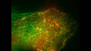 Multiple CaMKII Binding Modes to the Actin Cytoskeleton Revealed by Single Molecule Imaging [upl. by Baun]