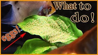 What to do when your angelfish lay eggs [upl. by Akiem]