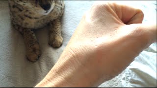 How I Discipline My Cat [upl. by Hoffer575]