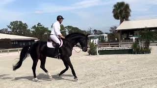 8YO 171H Oldenburg 3’6 hunter prospect flat [upl. by Trometer]