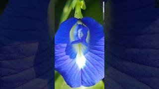 Clitoria flower planted in the yard satisfying butterfly gardening butterflypeatea [upl. by Vitia]