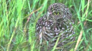 Burrowing Owl Athene cunicularia [upl. by Yderf]