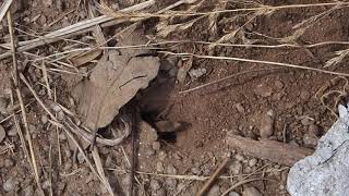 SPHECIDAE Podalonia spPrionyx sp12019AGOS25making a nest with a prey [upl. by Ayna806]