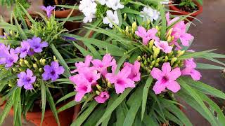 Gamalon mein Mexican petunia flowers  Growing and careUrduHindi [upl. by Litha]