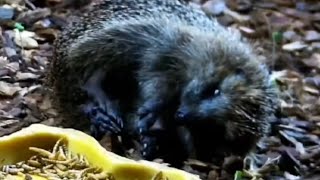 NatureTec 4 hedhogs🥳scratching and fall over🤭eating coma next to the feed💤🦔 hedgehogs wildlife [upl. by Dygal]