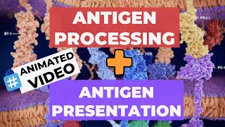 Antigen processing and presentation Exogenous and Endogenous pathway immunology csirnet [upl. by Nolyaw]