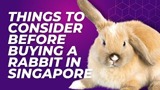 Things to consider before buying a rabbit in Singapore [upl. by Ailehpo159]