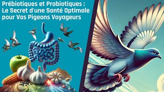 Prébiotiques et Probiotiques Le Secret dune Santé Optimale pour Vos Pigeons Voyageurs [upl. by Einnaoj383]