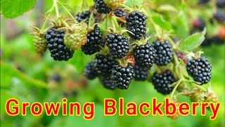 Growing Blackberries  from planting to harvest [upl. by Bergstein55]