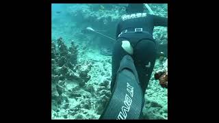 SPEARFISHING 😱😱 [upl. by Llenoil]