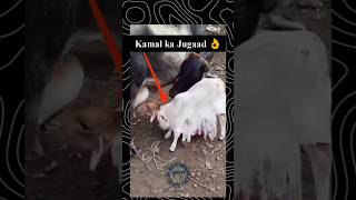 Adbhut jugaad 🐮 👌cow calf cowvideos facts farming jugaad cattle goat goatfarming shorts [upl. by Irahcaz117]