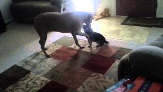 10 pound yorkie plays with 80 pound weimaraner [upl. by Anairotciv819]