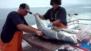 Filleting Giant White Seabass 52lbs [upl. by Natsrik]