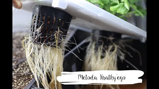 Hydroponika  Metoda Kratkyego  Kratky Method [upl. by Colt]