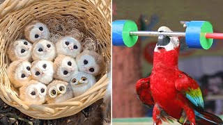 Smart And Funny Parrots Parrot Talking Videos Compilation 2022  Cute Birds 2 [upl. by Chrisy]