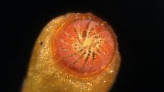 Sporophyte of a moss Funaria hygrometrica [upl. by Tarkany]