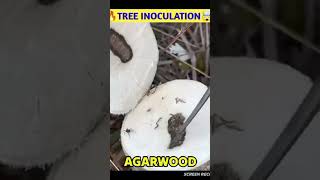 🔥TREE INOCULATION🤯 [upl. by Annaeed]