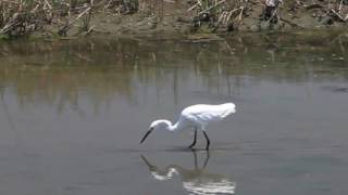 Snowy Egret at Famosa Slough [upl. by Dumas282]