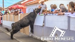 Tourada no JUNCAL com touros de HF 2017  Terceira Island Bullfight [upl. by Mauceri740]