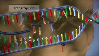 Síntesis de proteínas  Procesos de transcripción y traducción [upl. by Erialc]