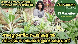 Aglaonema plant care and easy propagation methods in malayalam aglaonema plant varieties with names [upl. by Bonni520]