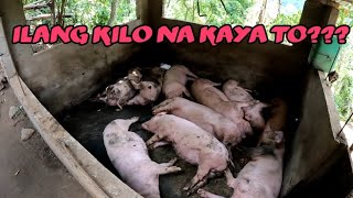 MALAPIT NA IBENTA ANG MGA BABOY ILANG KILO KAYA  Louie TV [upl. by Ttergram431]